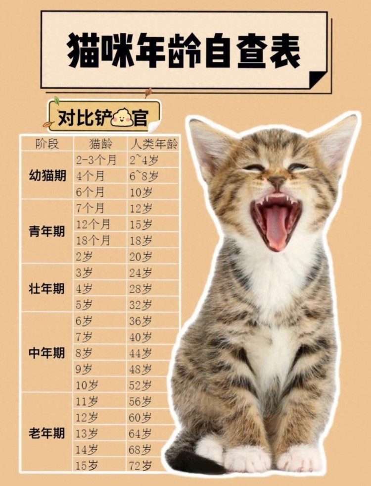 猫咪最新的“年龄对照表”，一定要好好珍惜自己的猫咪！