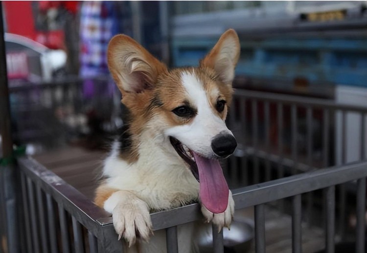 柯基犬泪痕严重怎么办试试这些妙招