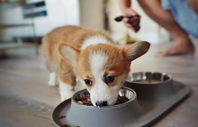 柯基犬泪痕严重怎么办试试这些妙招