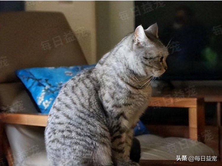 捡了一只小奶猫养了几个月后大变样铲屎官吓得背脊发凉