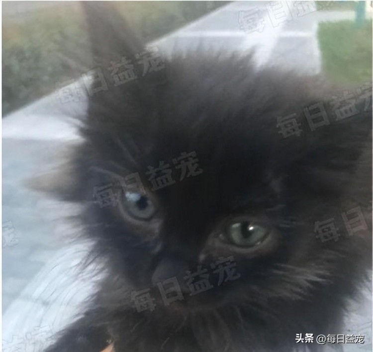 捡了一只小奶猫养了几个月后大变样铲屎官吓得背脊发凉