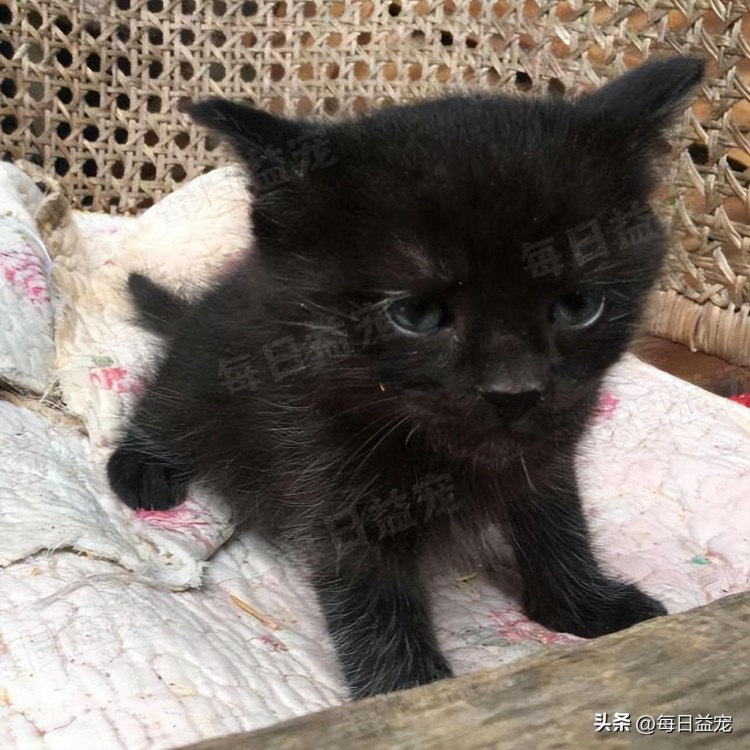 捡了一只小奶猫养了几个月后大变样铲屎官吓得背脊发凉