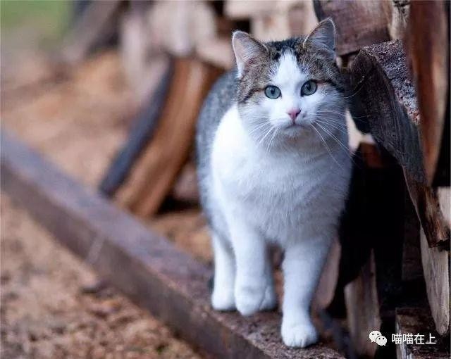 你家的猫主子发腮了吗这里告诉你几个小方法