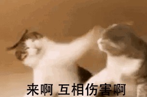 猫咪之间打架！背后原因让人难以置信