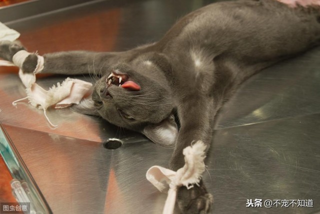 绝育后的猫会知道自己绝育了吗？猫：别闹了，我不知道