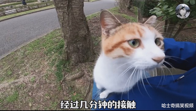 男子行走在路上突然被流浪猫抱住大腿求助结局太暖了吧