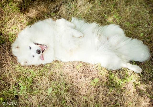 什么微笑天使萨摩耶？它就是上帝派来惩罚我的！