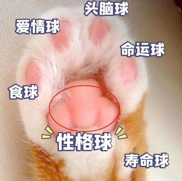 识猫术：看手相！从一只猫的肉垫看它的性格