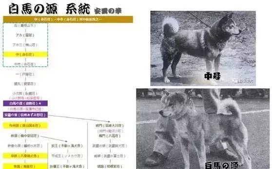 柴犬的八大血系你都知道吗